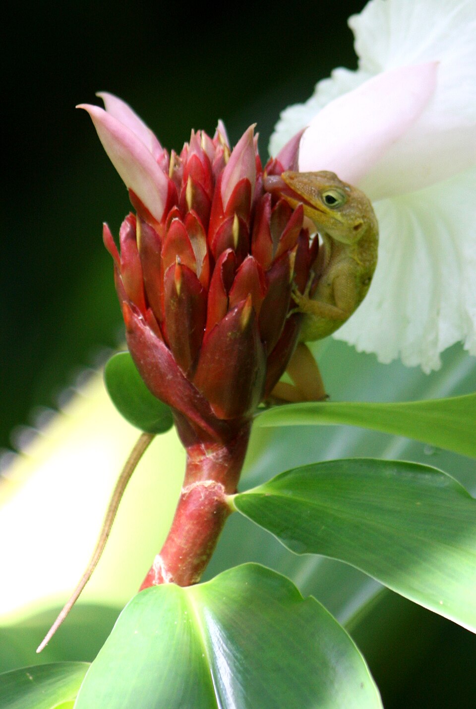 Dominica Botanical Gardens